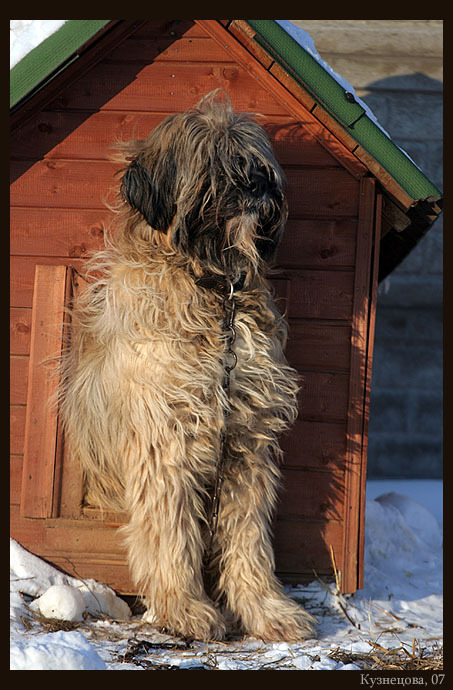 Фото жизнь (light) - ankkyz - Animals - gaf???
