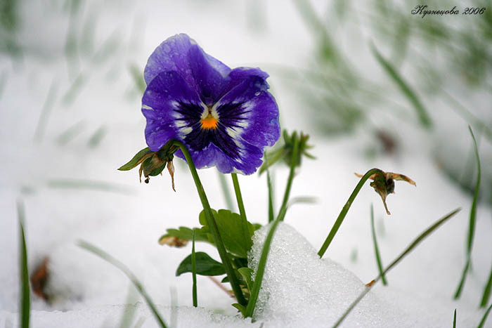 Фото жизнь (light) - ankkyz - Nature - flower