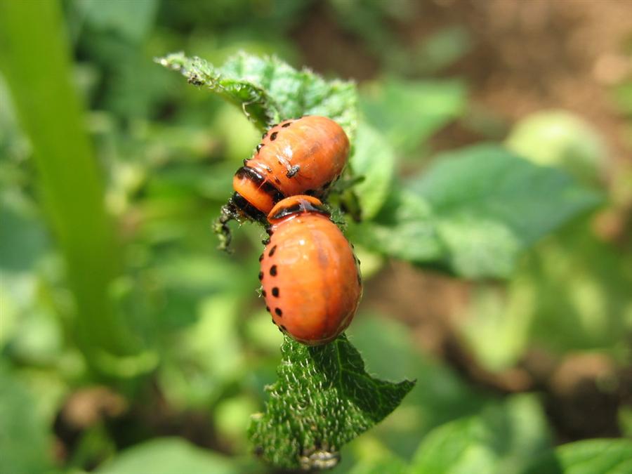 Фото жизнь (light) - SSS - корневой каталог - колорадские жуки