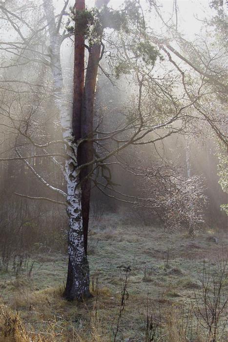 Фото жизнь (light) - Akela - Широка страна моя.... - Так они и жили