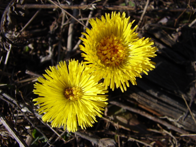 Фото жизнь (light) - Tuliya - корневой каталог - Coltsfoot