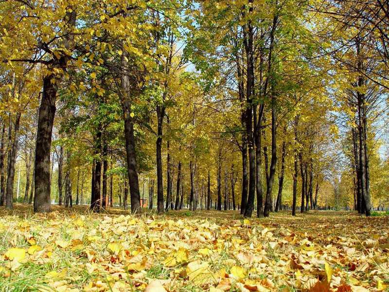 Фото жизнь (light) - Dreamer - Пейзажи - Осенний парк
