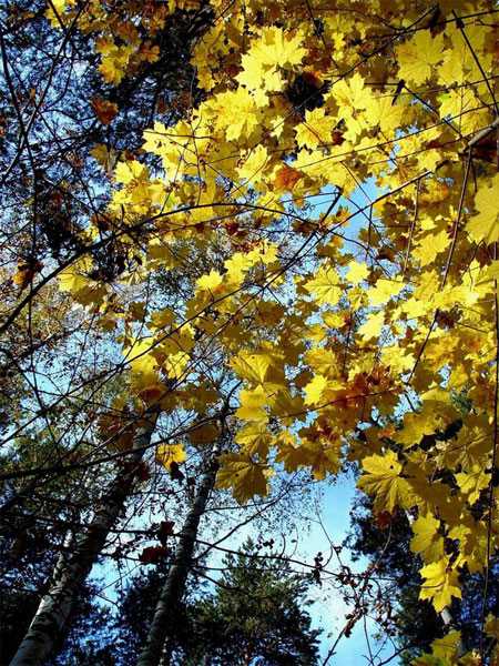 Фото жизнь (light) - Dreamer - Пейзажи - Осенние листья