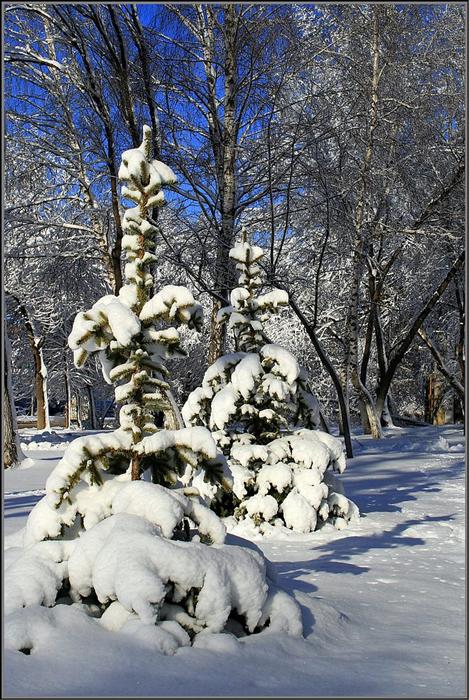 Фото жизнь (light) - Алексей Шевырев - корневой каталог - В зимнем наряде