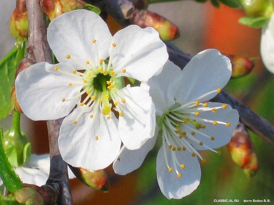 Фото жизнь - stan - корневой каталог - цвет вишни