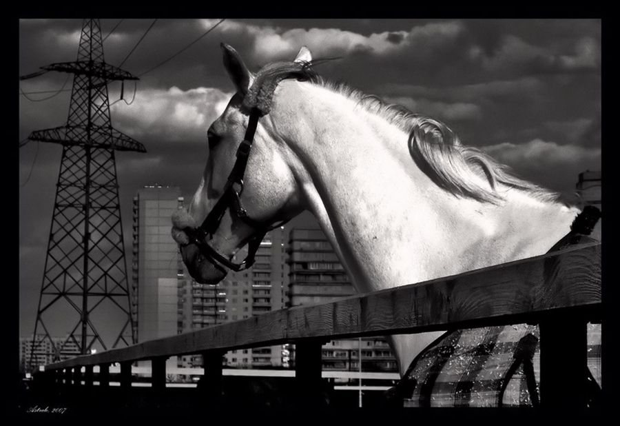 Фото жизнь (light) - astrale - корневой каталог - Лошадь в городе