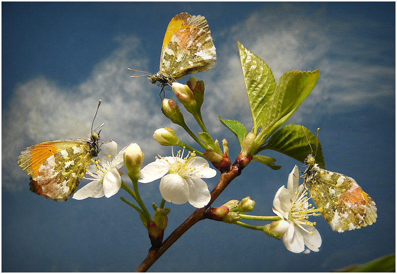 Фото жизнь (light) - anikol - корневой каталог - у нас цветут вишни...