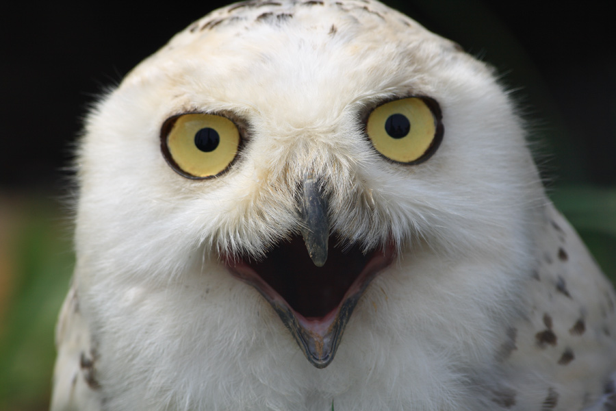 Фото жизнь (light) - Akela - Птичье царство - Взгляды