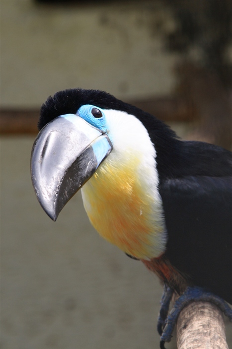 Фото жизнь (light) - Akela - Птичье царство - Взгляды1