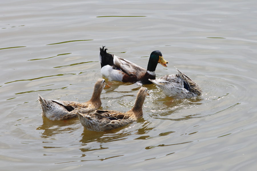 Фото жизнь (light) - Akela - Птичье царство - Семейная
