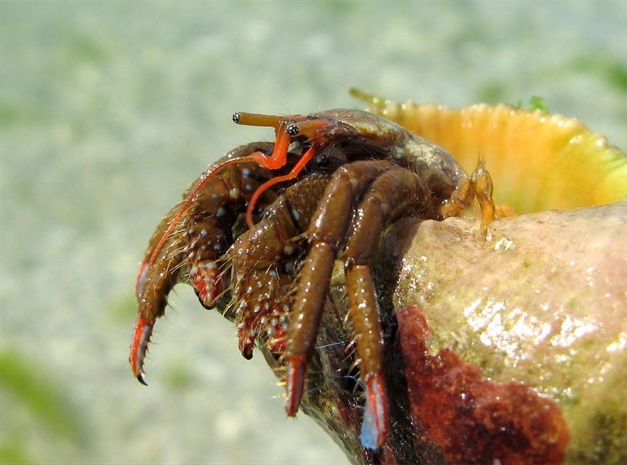 Фото жизнь (light) - phoenix - корневой каталог - Бомж