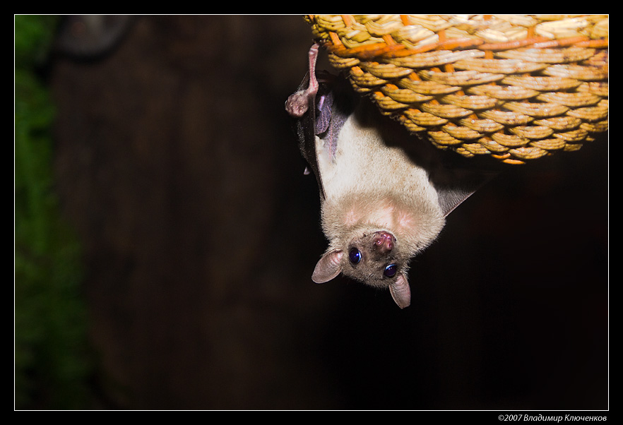 Фото жизнь (light) - bizzon - Живность - Завис