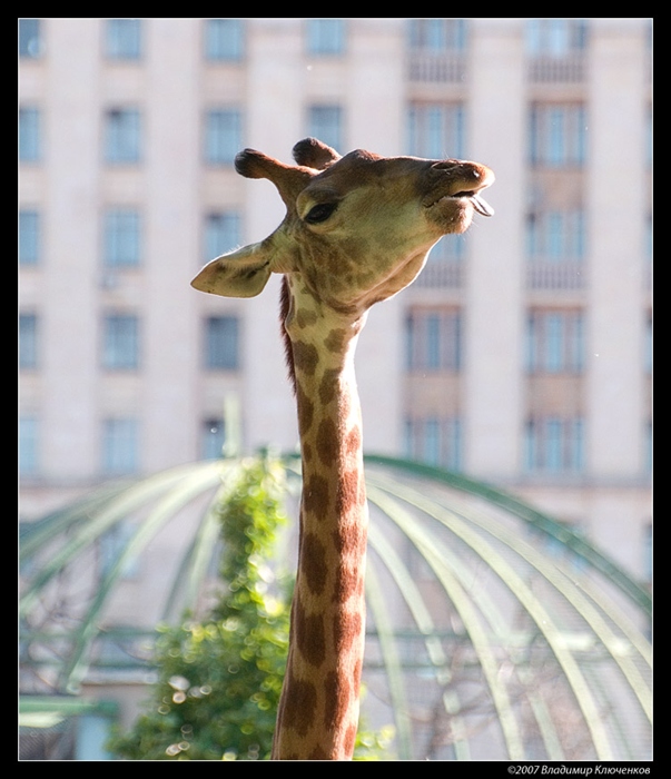 Фото жизнь (light) - bizzon - Живность - Городской жираф
