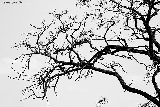 Фото жизнь (light) - ankkyz - Nature - ...