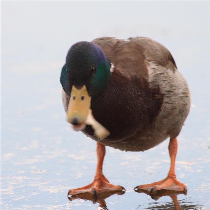 Фото жизнь (light) - Akela - Птичье царство - Урвал кусок