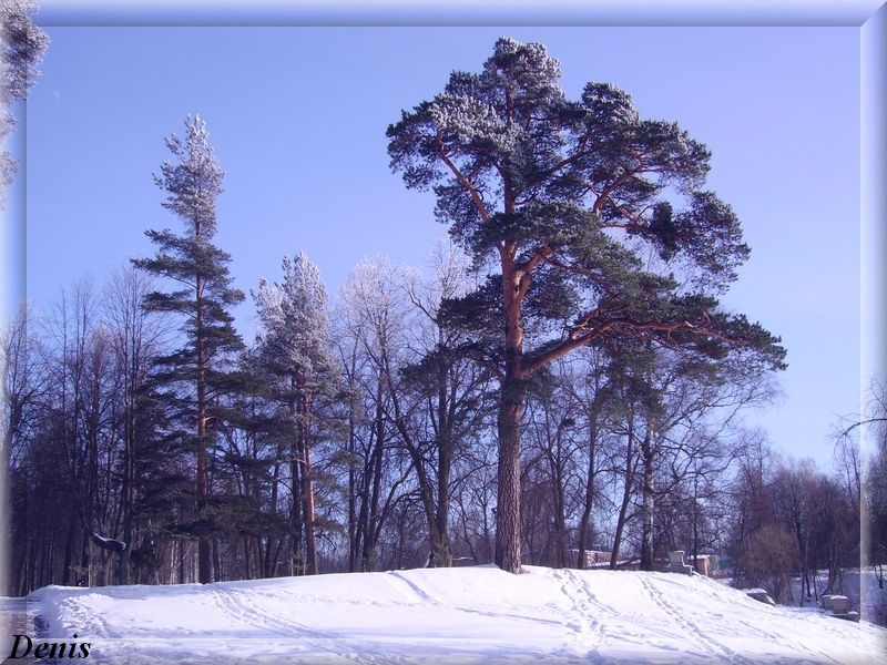 Фото жизнь (light) - Башин Денис - природа - на природе