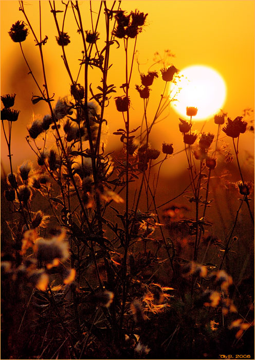 Фото жизнь (light) - Sirazov - Осенние краски - На закате. Поле