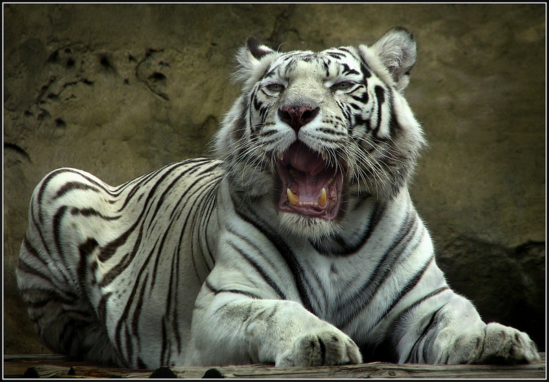 Фото жизнь (light) - Kosarev - корневой каталог - White Tiger