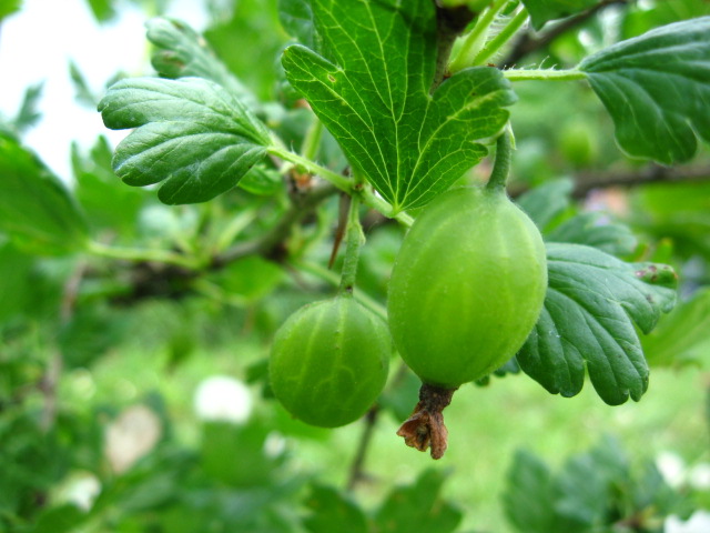 Фото жизнь (light) - Dukan - корневой каталог - Шиповник?