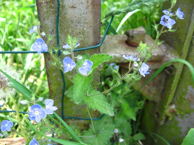 Фото жизнь (light) - Dukan - корневой каталог - Незабудки