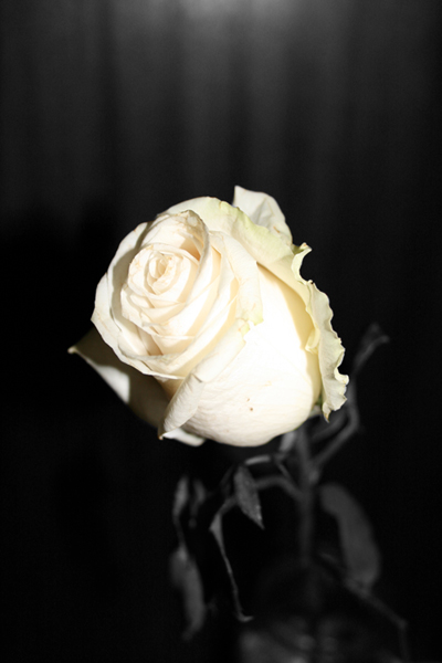 Фото жизнь (light) - Dunkelheit - flowers - monochromic rose