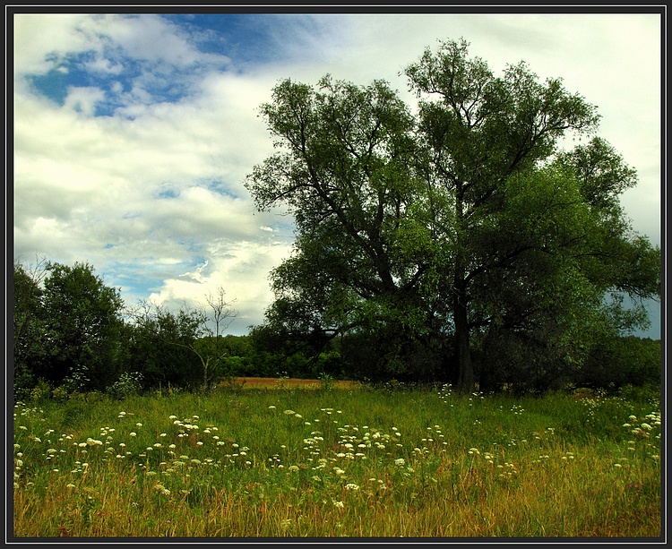 Фото жизнь - Kosarev - корневой каталог - Летнее фото с деревом на лугу