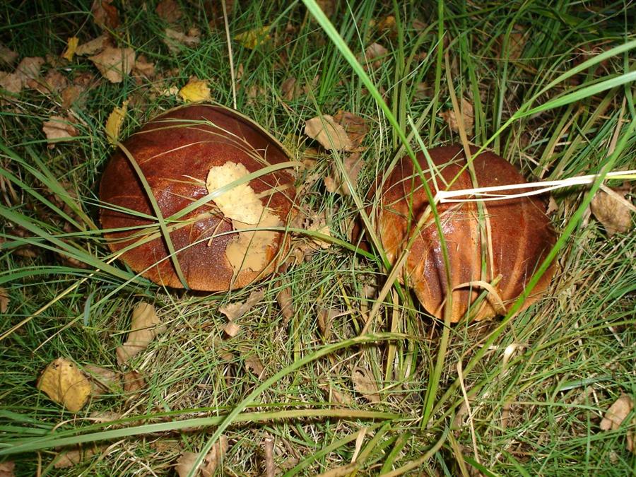 Фото жизнь (light) - bender - корневой каталог - Боровики-близнецы