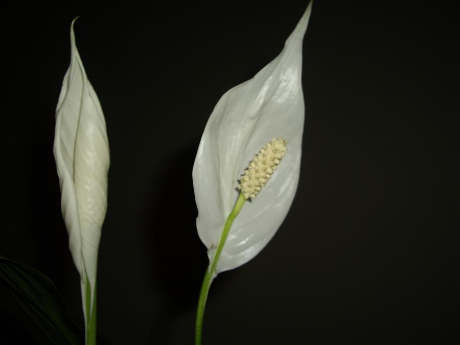 Фото жизнь (light) - Dias - корневой каталог - Spathiphyllum - Stapelia