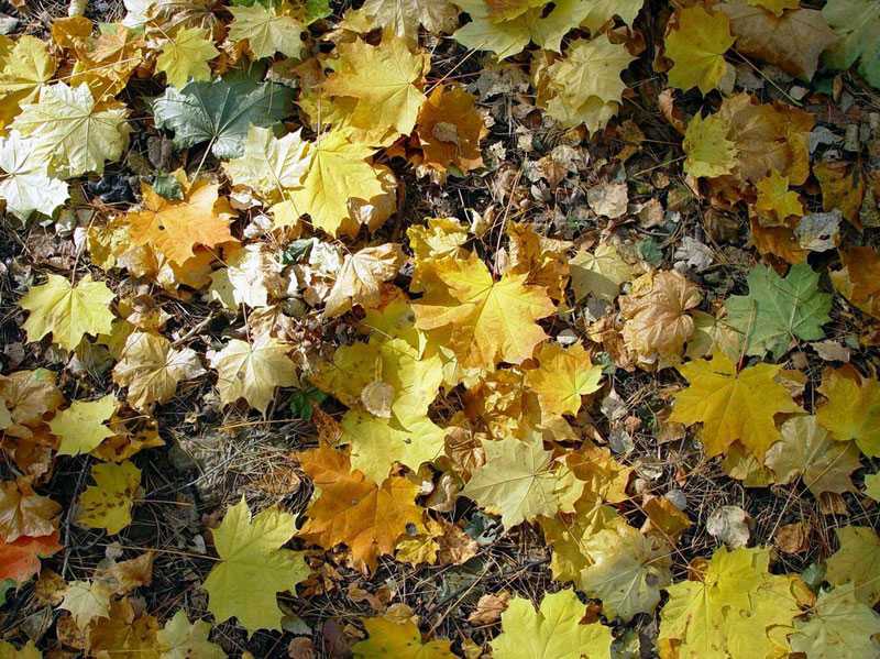 Фото жизнь - Dreamer - Растения - Осенние листья