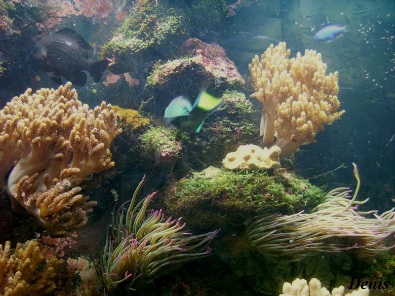 Фото жизнь - Башин Денис - подводный мир - подводный мир