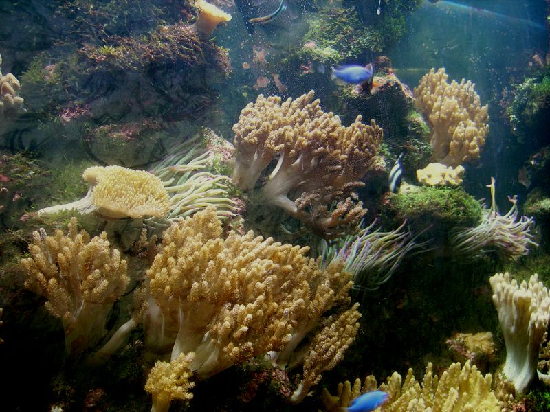 Фото жизнь (light) - Башин Денис - подводный мир - подводный мир