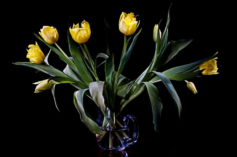 Фото жизнь (light) - Дмитрий Морозов - корневой каталог - Желтые тюльпаны