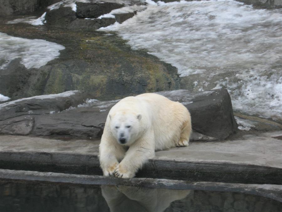 Фото жизнь (light) - Алексей Хорошилов - Московский зоопарк - Белый медведь