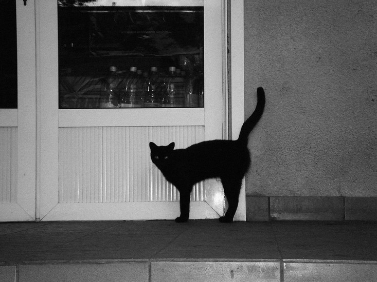 Фото жизнь (light) - Inessa - корневой каталог - catman