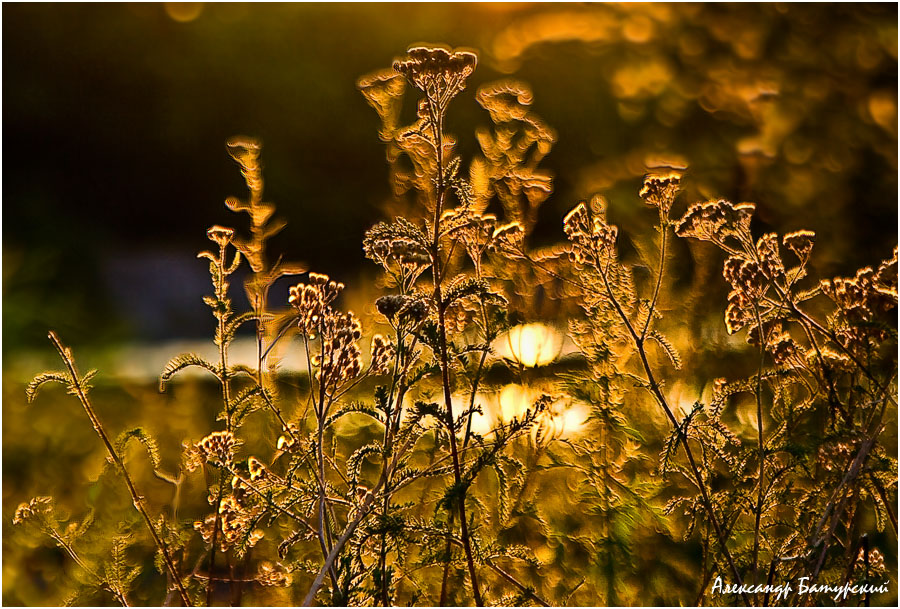 Фото жизнь (light) - Александр Батурский - Природа - Жизнь на уровне травы