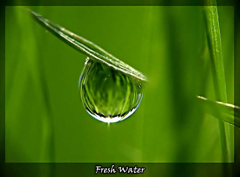 Фото жизнь (light) - Александр Диментбарг - Macro - Свежесть воды...