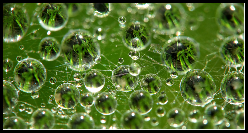 Фото жизнь (light) - Александр Диментбарг - Macro - Cерия волшебные пузырьки... 