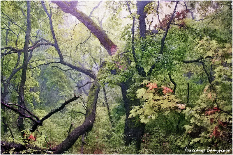 Фото жизнь - Александр Батурский - Стилизированная природа - В лесу
