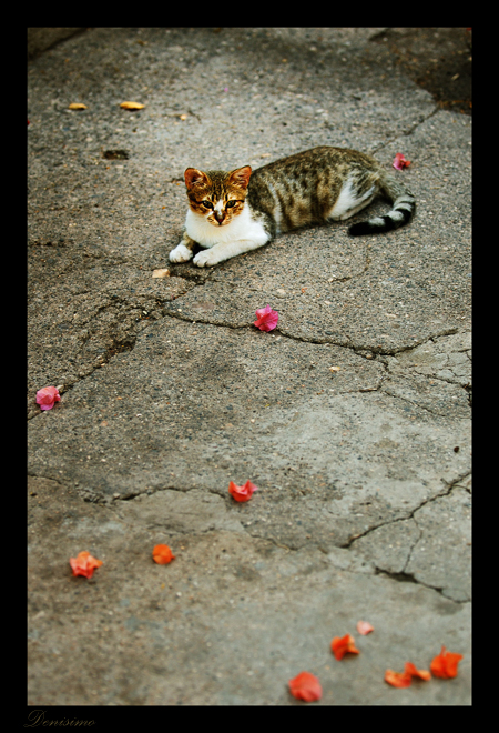 Фото жизнь (light) - spider238 - Animals - Romanticism and cats