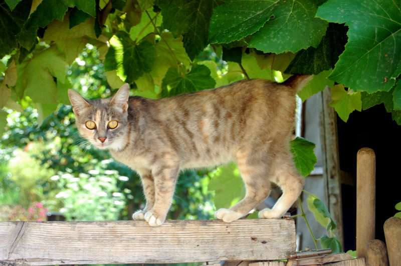 Фото жизнь (light) - PaSStet - Разное - Кошка на даче