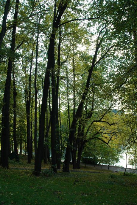 Фото жизнь - mamonti - прогулки по Царицино - зелень последней листвы