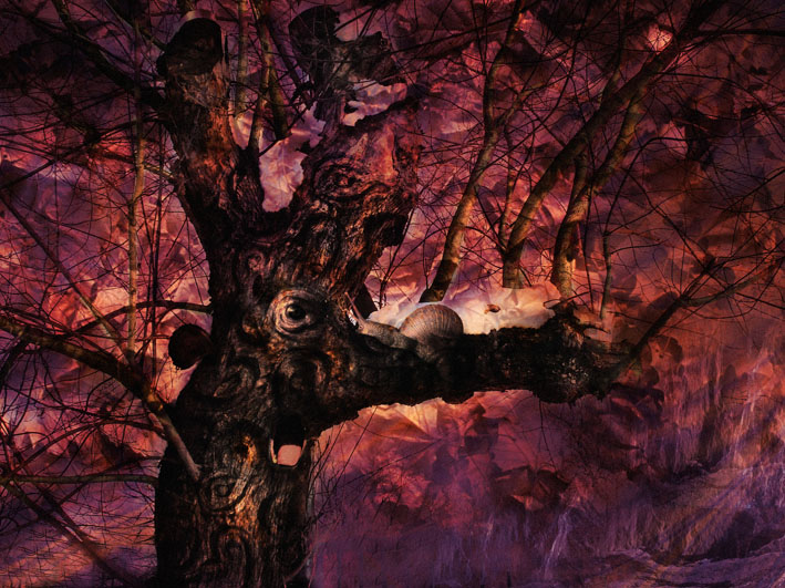 Фото жизнь (light) - Loveangel - корневой каталог - Старое дерево