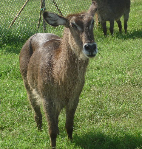 Фото жизнь (light) - Atlanta - Animals - Donkey