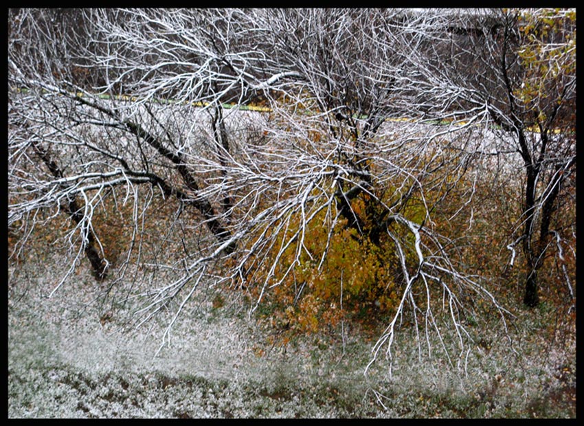Фото жизнь (light) - Альбина Безе - корневой каталог - осенний снег