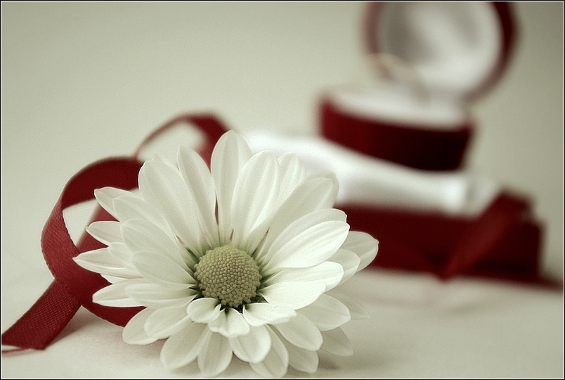 Фото жизнь (light) - Akel - Макро, цветы, капельки - present 	