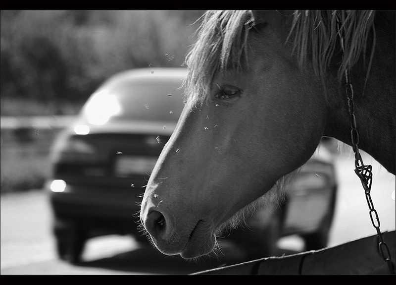 Фото жизнь (light) - Akel - Жанр, жанровый портрет - лошадиная сила 