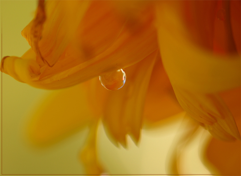 Фото жизнь (light) - Akel - Макро, цветы, капельки - сладкий сон