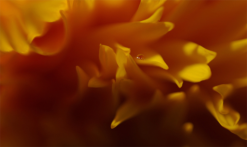 Фото жизнь (light) - Akel - Макро, цветы, капельки - медовошоколадная для dinki :)