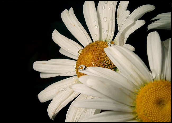 Фото жизнь (light) - Akel - Макро, цветы, капельки - нежность отражения