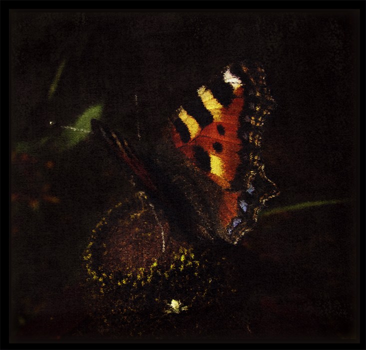 Фото жизнь (light) - LAM - корневой каталог - Портрет бабочки